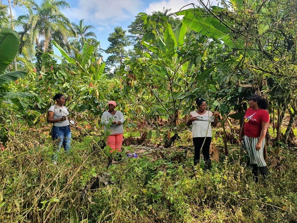 Con una inversión cercana a los 885 millones de pesos, 65 mujeres del Pacífico producen frutales bajo prácticas sostenibles