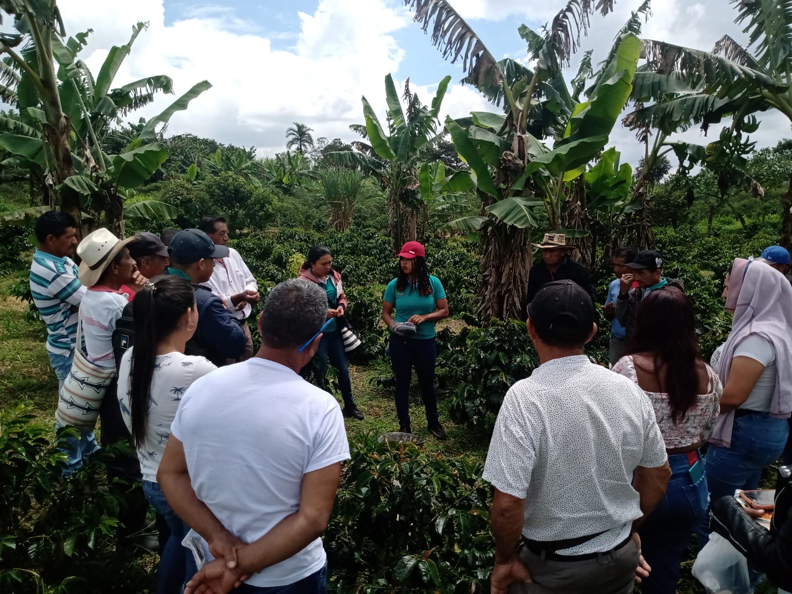 En el Cauca producen café con medidas de adaptación al cambio climático