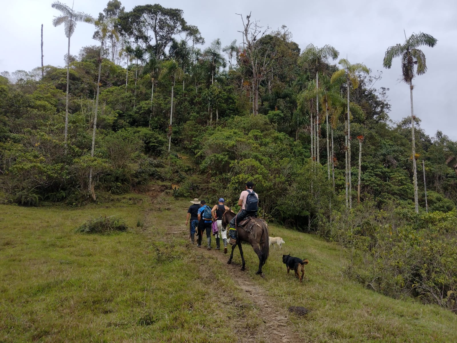 En Chaparral, familias campesinas implementan un esquema PSA para la conservación del páramo y el bosque alto andino