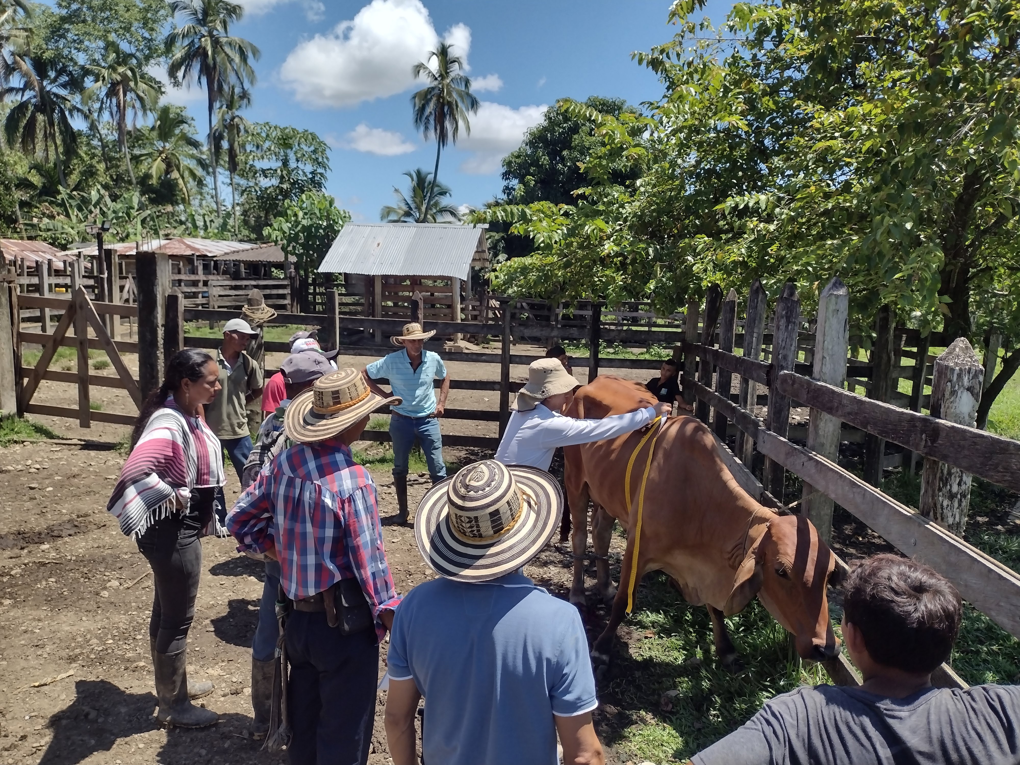 Comunidades campesinas apuestan por la ganadería sostenible en Córdoba