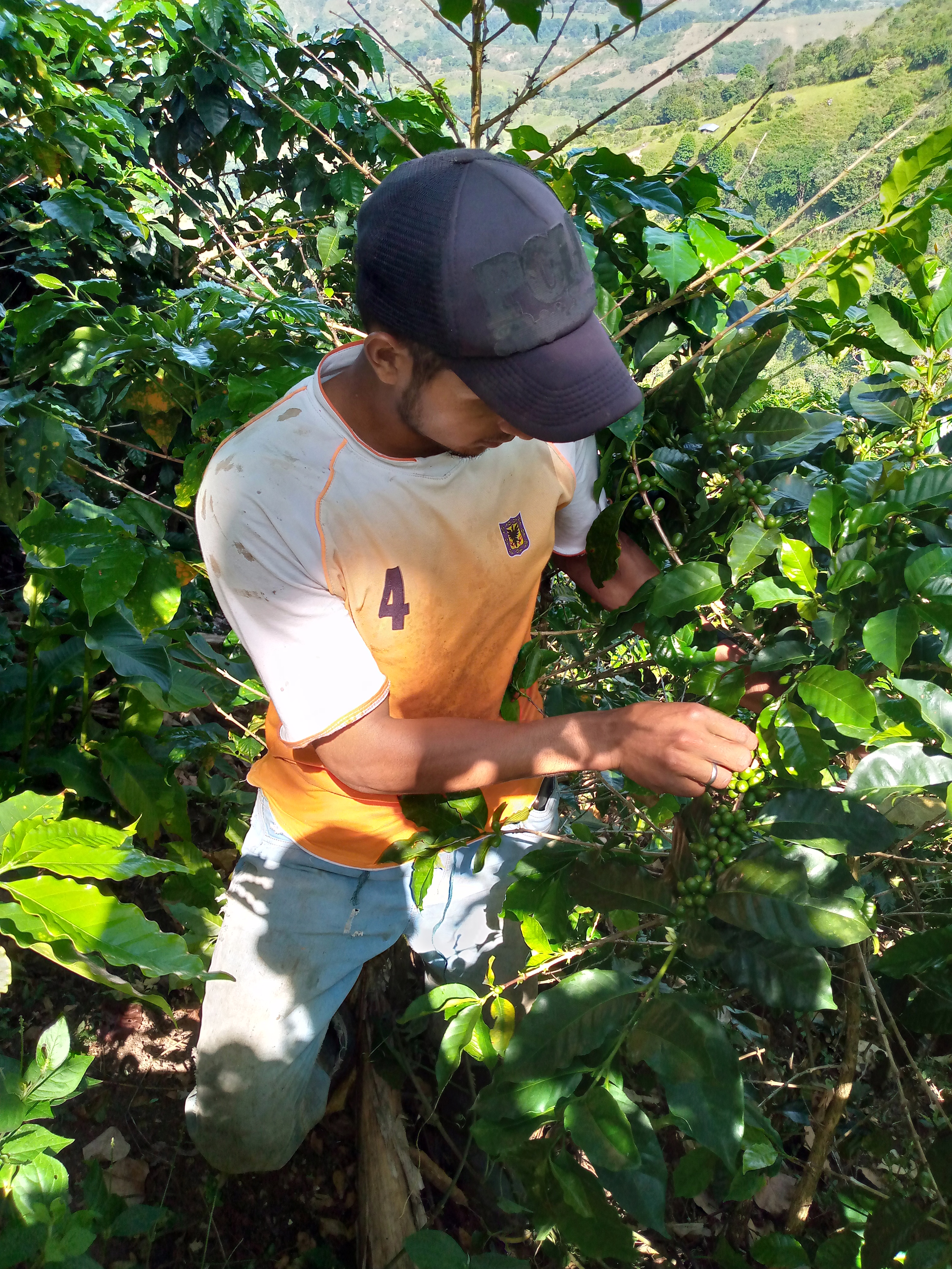 Campesinos en el cañón de Las Hermosas producen café como apuesta de paz en el Sur del Tolima