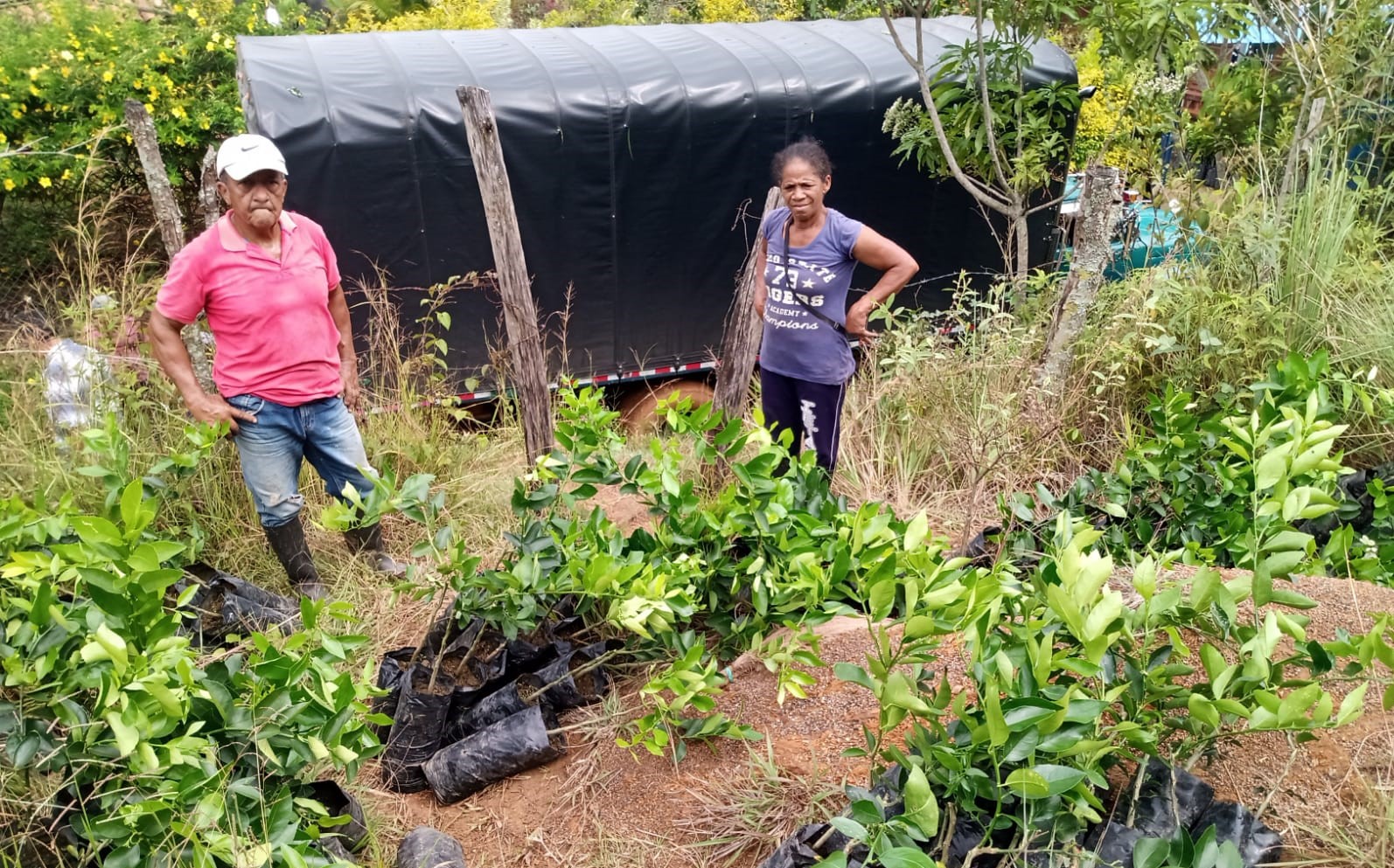 Mango Tommy y Lima ácida Tahití: los frutos de la paz en el Cauca