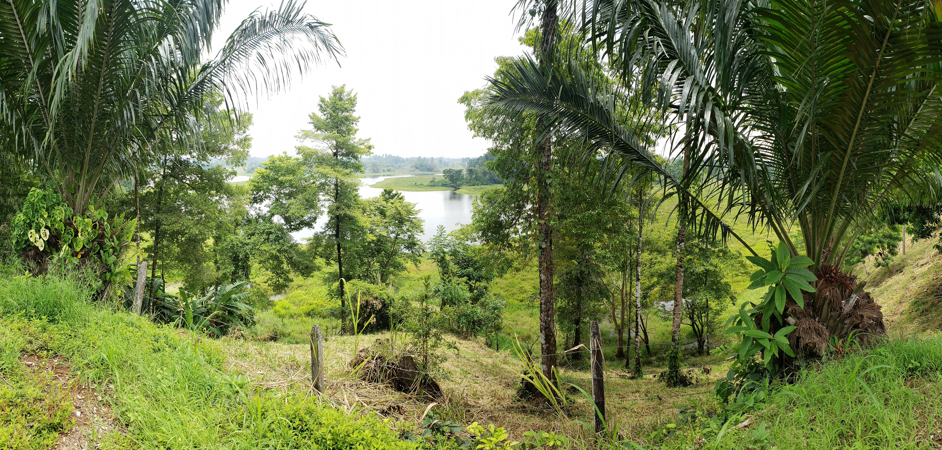 Comunidades rurales protegen más de 23 mil hectáreas de bosques estratégicos con apoyo del Programa Colombia Sostenible