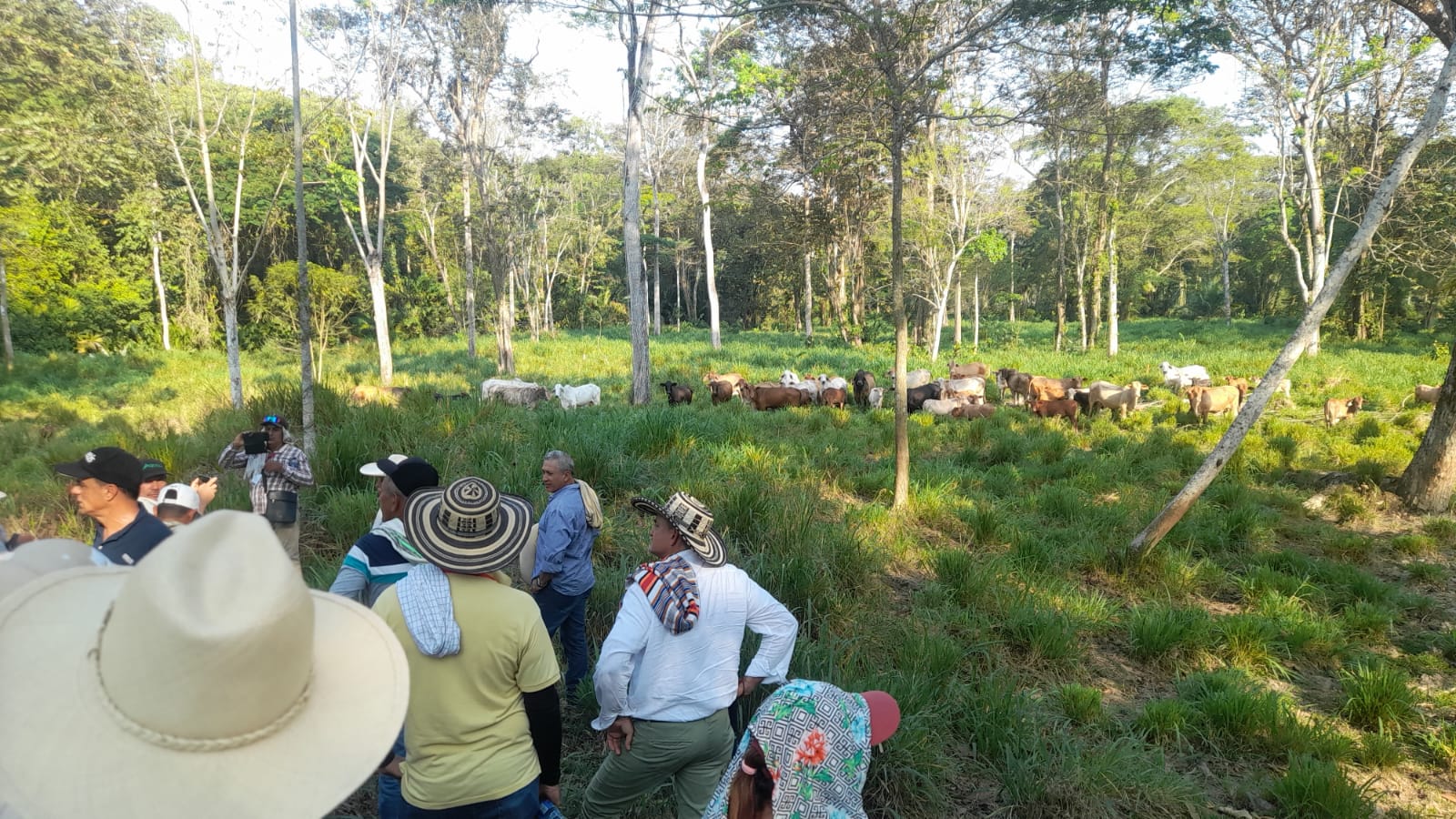 Para mitigar el cambio climático, familias campesinas implementan sistemas silvopastoriles en Antioquia
