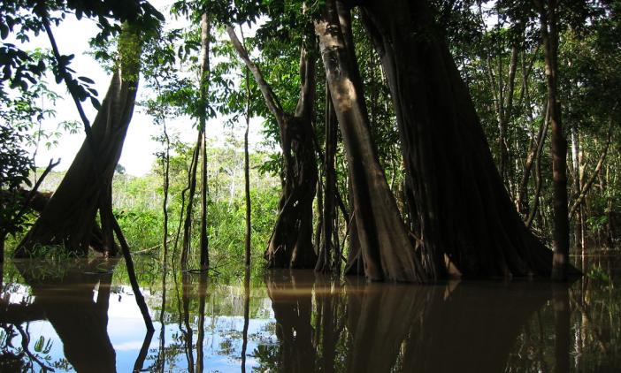 Amacayacu árboles isla mocagua 1 (foto de archivo de parques)