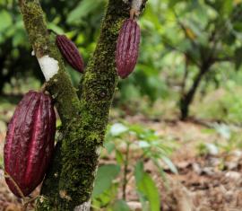 Colombia Sostenible dio a conocer los Perfiles de Proyectos priorizados para la etapa de estructuración de la Convocatoria No. 01