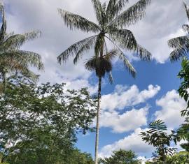 Apoyaremos la siembra de 193 Ha de açaí en dos proyectos de Puerto Asís, Putumayo