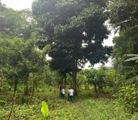 Proyecto de Cacay en Caquetá del Fondo Colombia Sostenible