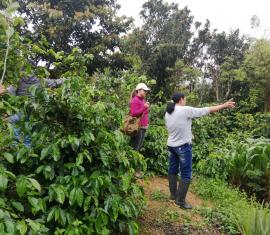 Financiaremos tres proyectos productivos sostenibles en el departamento de Nariño