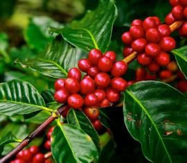 Producción de café con enfoque de sostenibilidad ambiental, la apuesta de Colombia Sostenible en municipios PDET