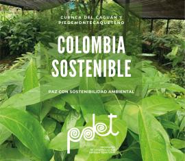 Colombia Sostenible apoya proyectos productivos de leche, cacao, caucho y frutales en la Amazonía
