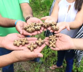 Sacha Inchi, la apuesta de Colombia Sostenible para reducir la emisión de más de 49.000 toneladas de carbono en Córdoba