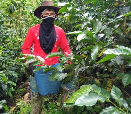88 familias campesinas producen café orgánico, sostenible y de alta calidad en el PDET Sur del Tolima