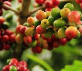 100 familias rurales producen café orgánico en Rioblanco, Tolima con el apoyo de Colombia Sostenible