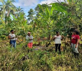 Con una inversión cercana a los 885 millones de pesos, 65 mujeres del Pacífico producen frutales bajo prácticas sostenibles