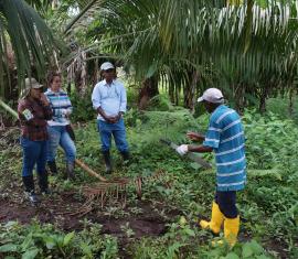 Se implementa proyecto de Transformación productiva para 100 pequeños productores de palma en Tumaco