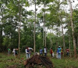 Indígenas Zenú siembran 12.000 árboles en los Montes de María