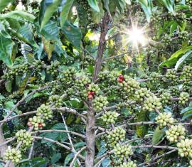 Invierten $2.300 millones en la producción de café especial en el Sur del Tolima