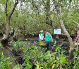 Para contrarrestar la tala de manglar en Tumaco, 65 familias se convirtieron en guardianes del bosque con apoyo del Gobierno Nacional