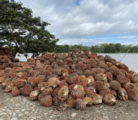 Pequeños productores del Pacífico producen palma de aceite en armonía con el medio ambiente