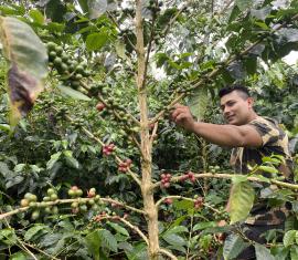 Jóvenes catadores de café en Policarpa, Nariño