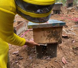 Fotografía de proyecto apícola de Campo Dulce en el Bajo Cauca