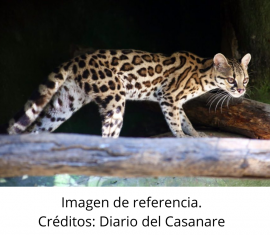 Captan imágenes de tigrillo en la Serranía del Perijá