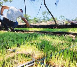 Arroz orgánico, la alternativa económica de la paz sostenible en Putumayo