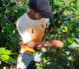 Campesinos en el cañón de Las Hermosas producen café como apuesta de paz en el Sur del Tolima