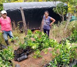 Mango Tommy y Lima ácida Tahití: los frutos de la paz en el Cauca