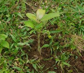 Comunidades indígenas siembran más de 2.000 árboles en área rural de Miranda, Cauca