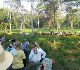 Para mitigar el cambio climático, familias campesinas implementan sistemas silvopastoriles en Antioquia